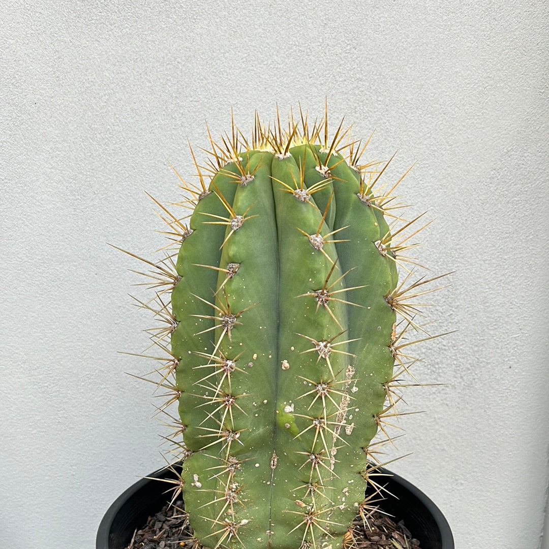 TRICHOCEREUS PASACANA