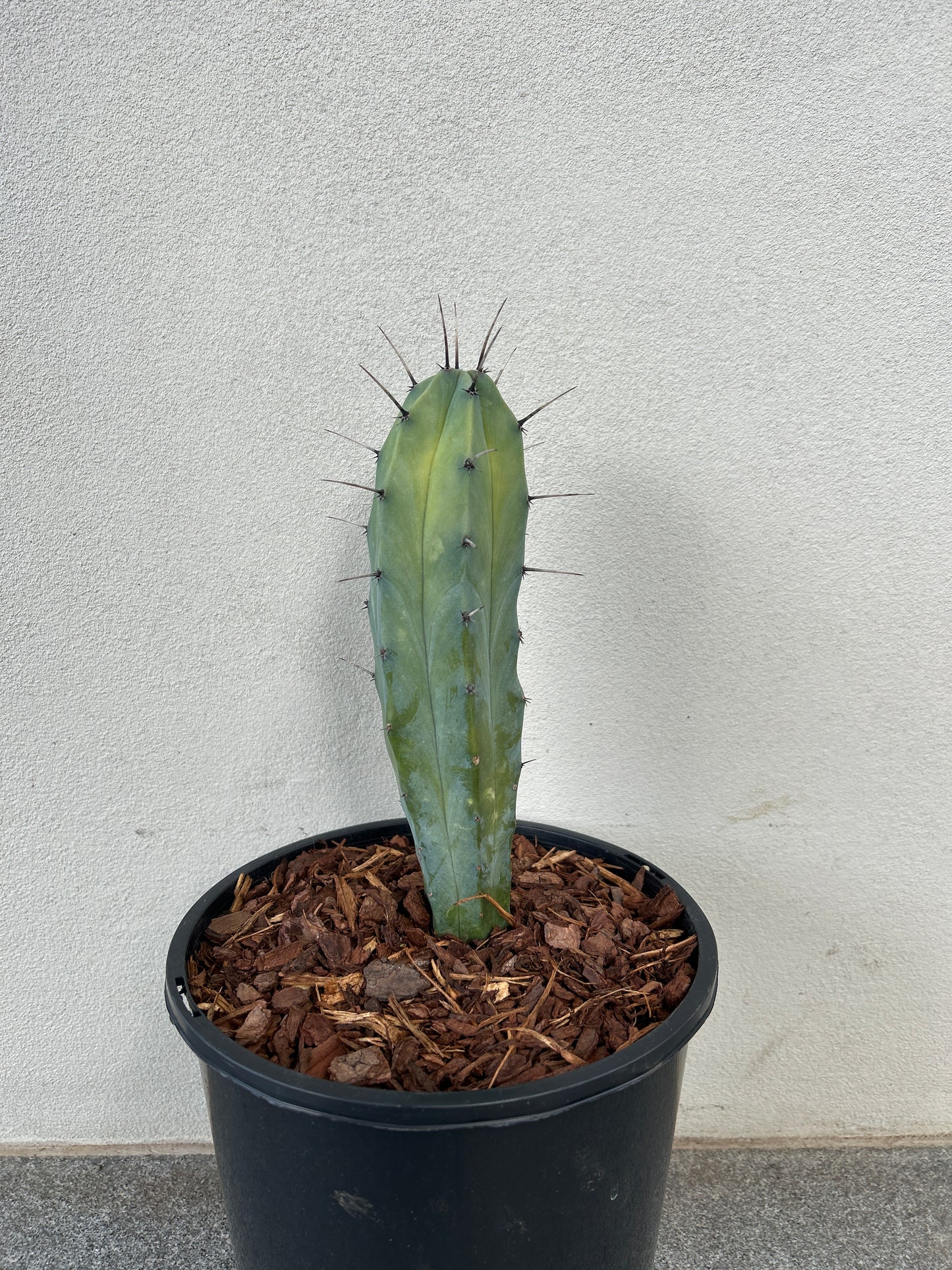 Myrtillocactus