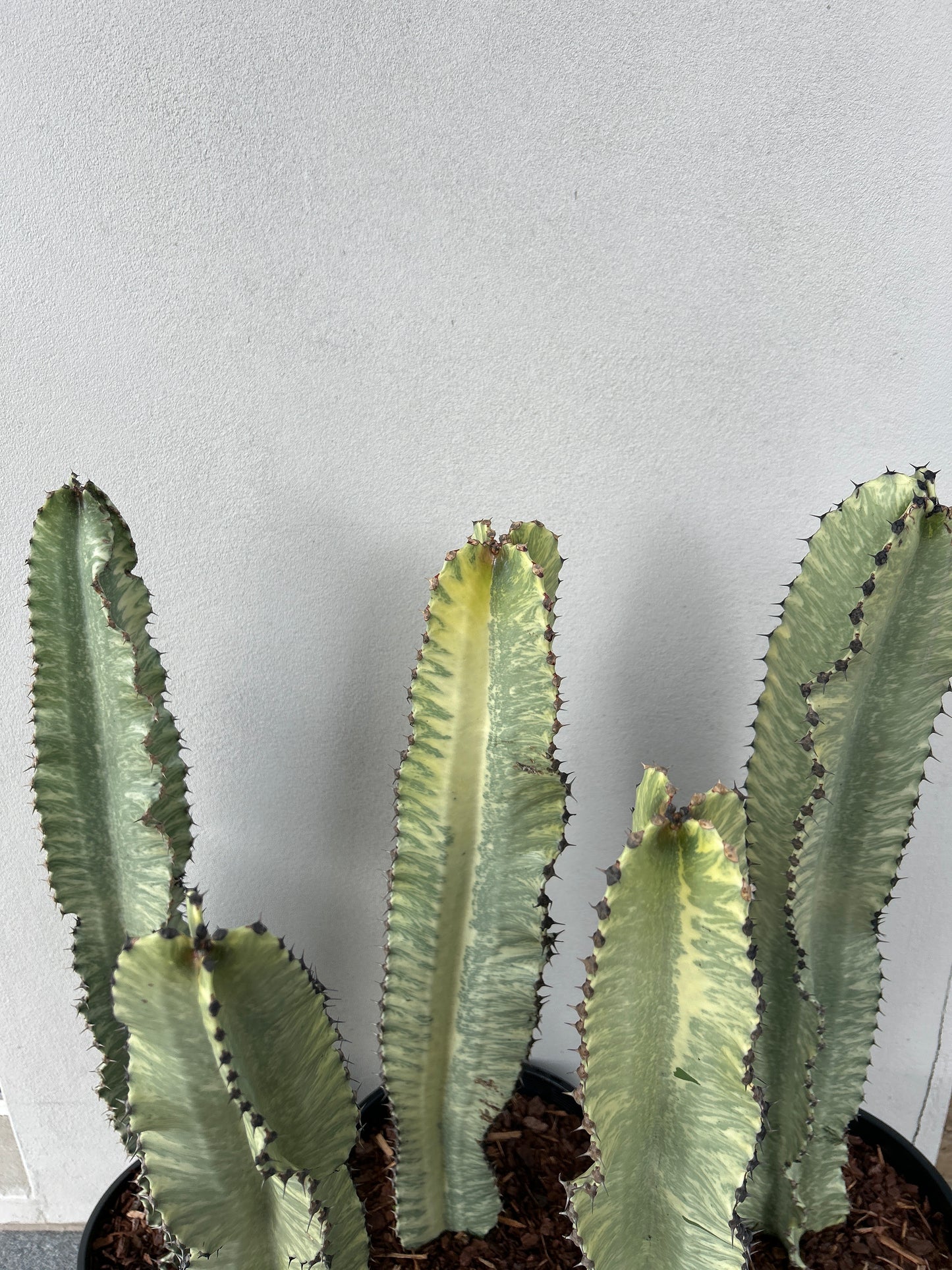 Euphorbia Ammak