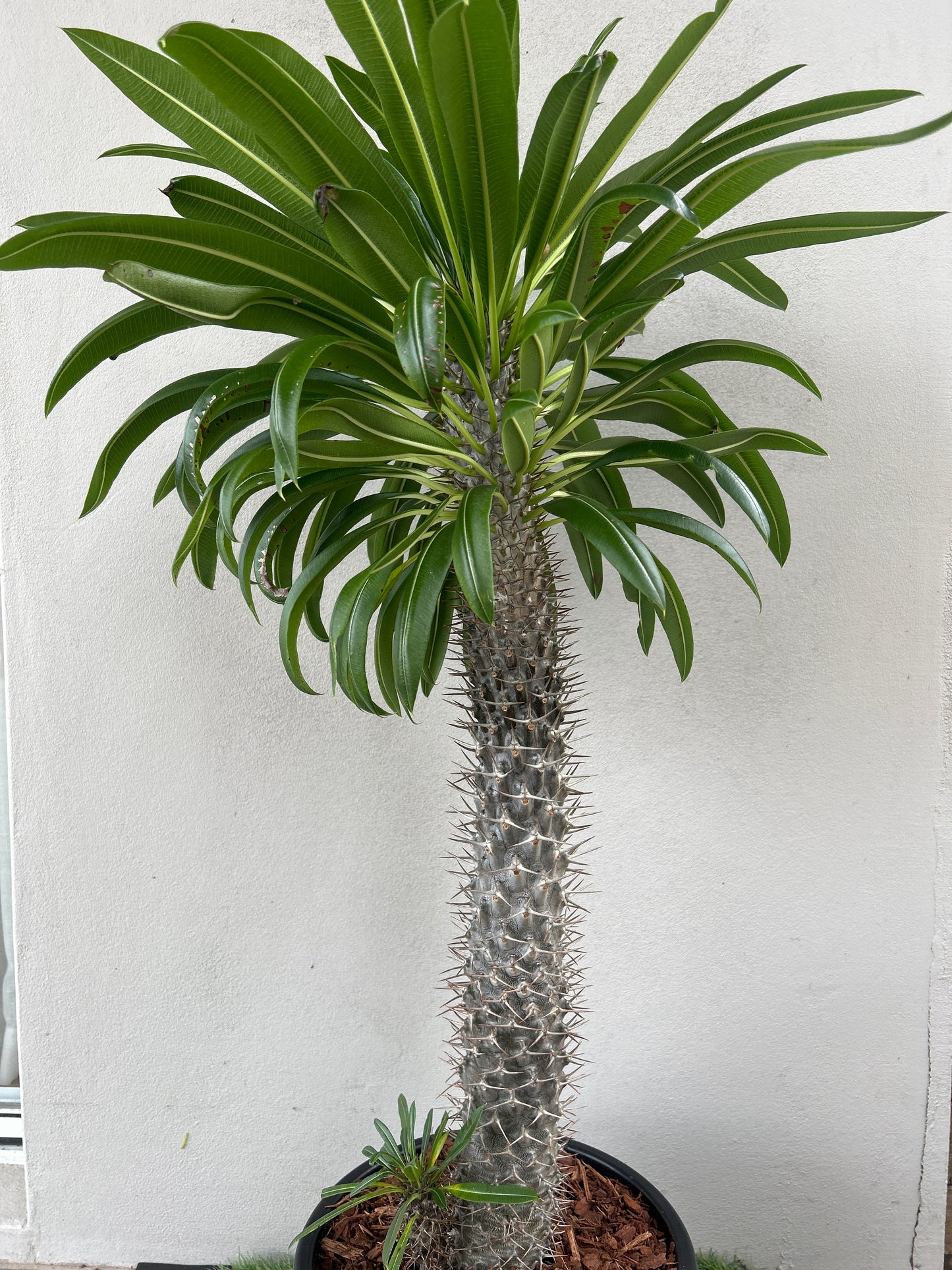 Madagascar Palm - Large