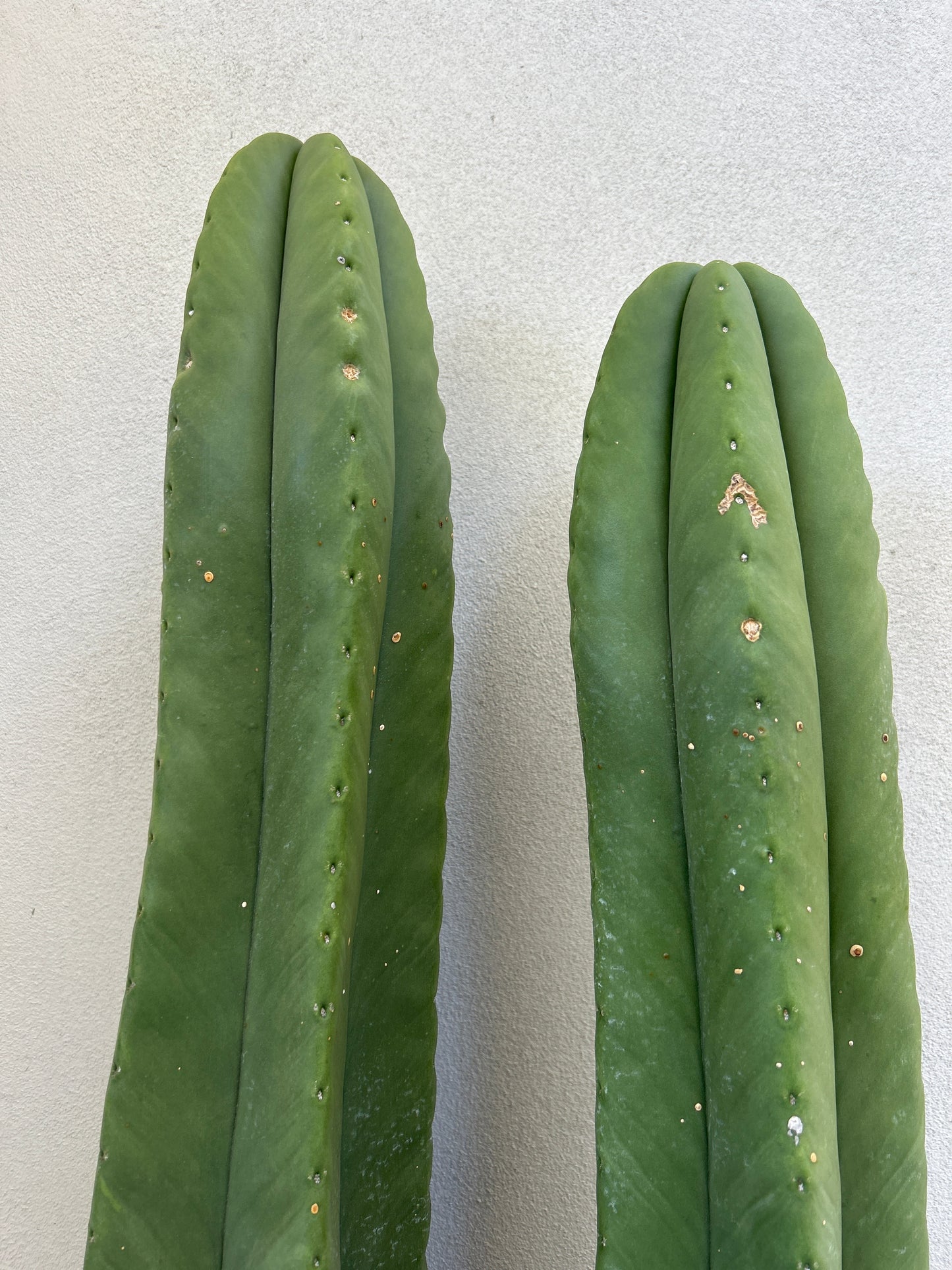 Echinopsis Scopulicola - Large