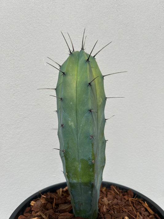 Myrtillocactus