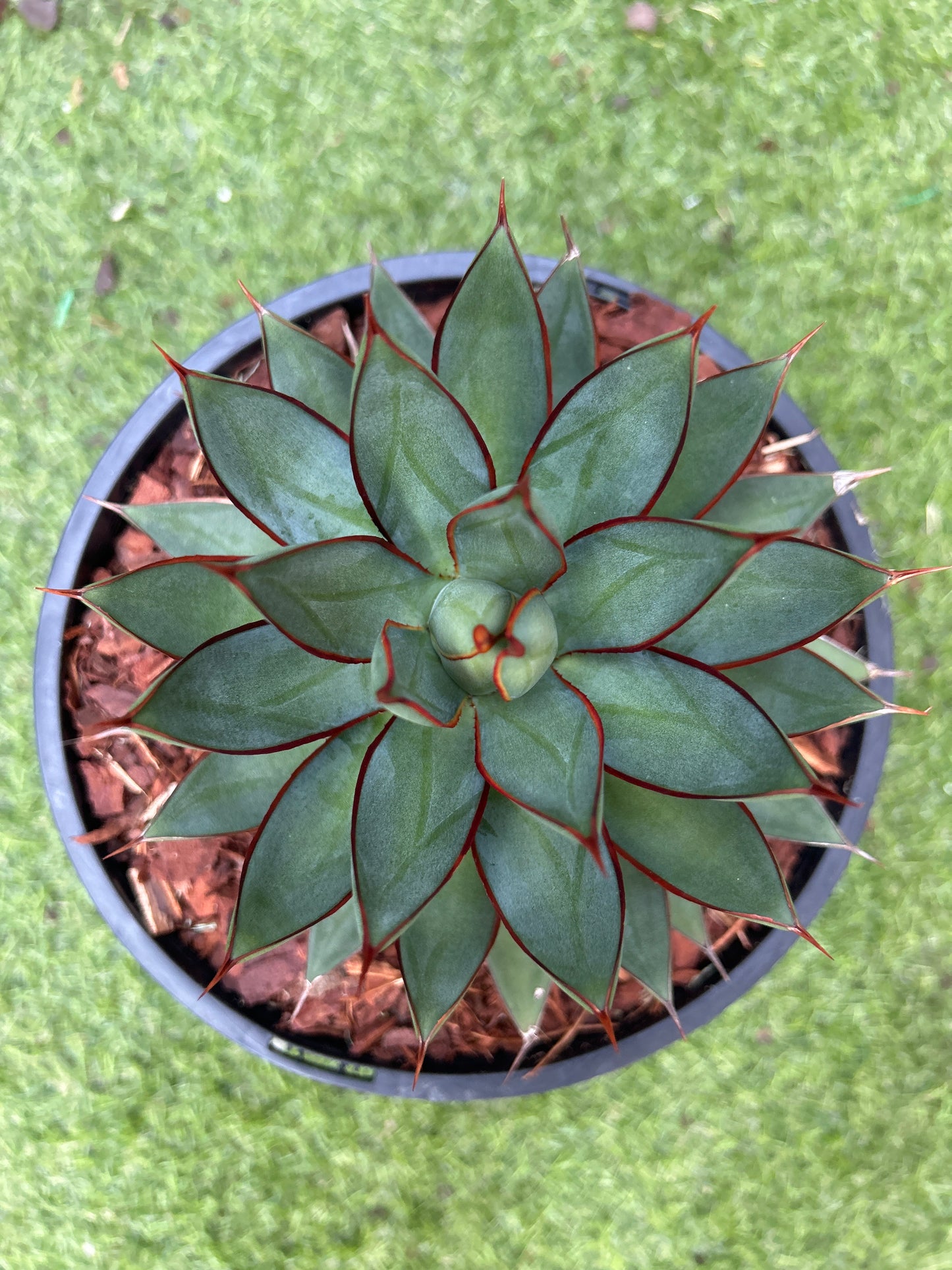 Blue Glow Agave