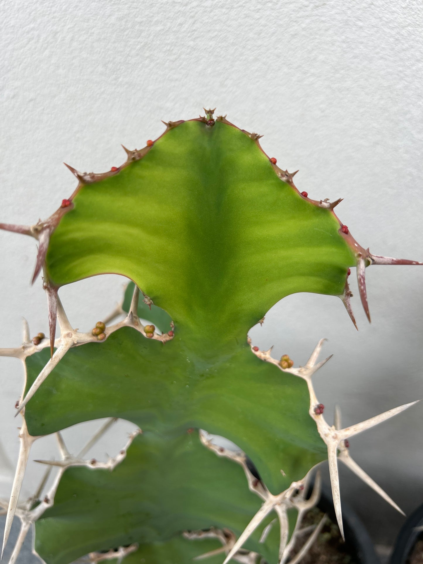 Cowhorn Cactus 1