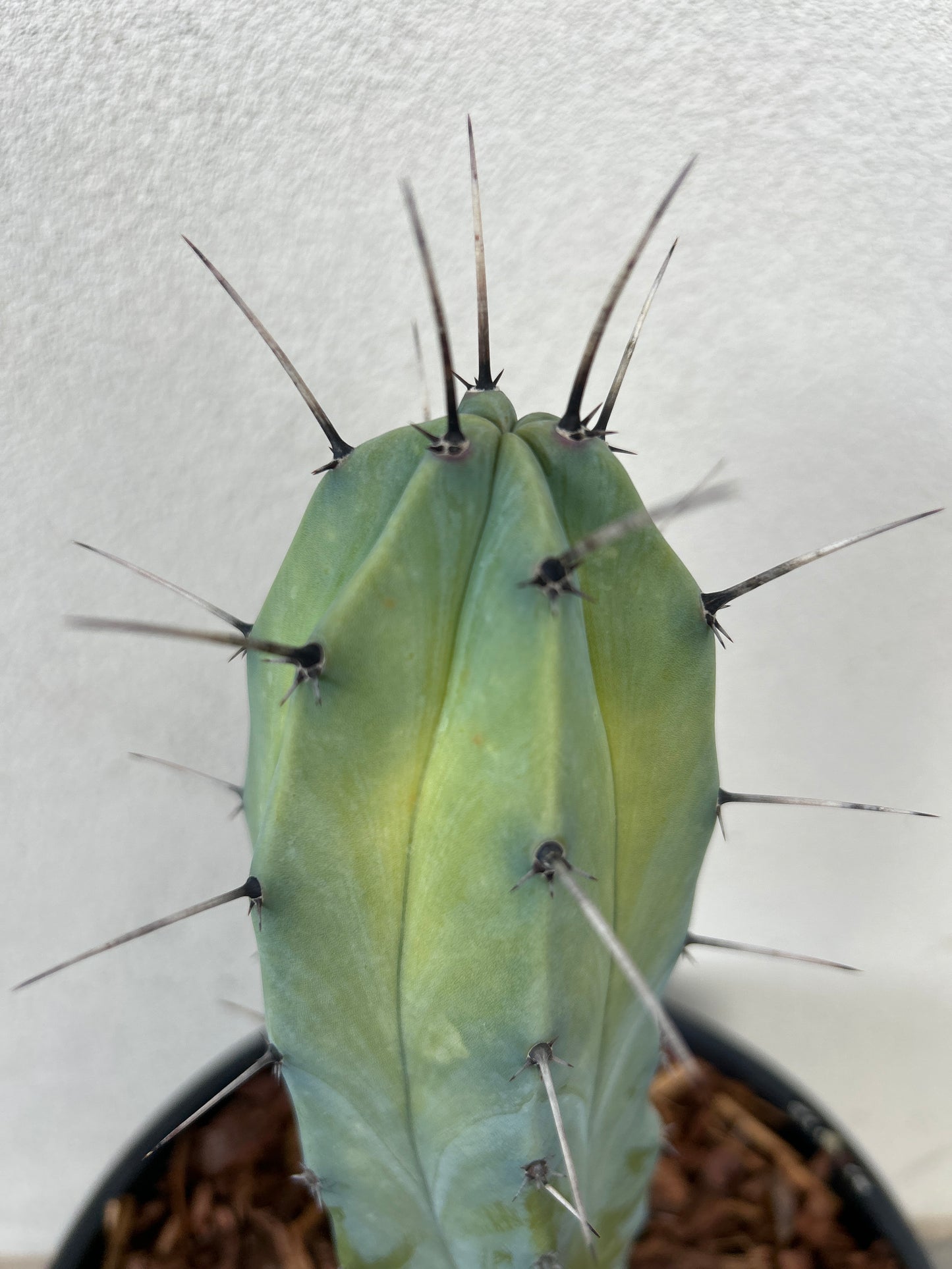 Myrtillocactus
