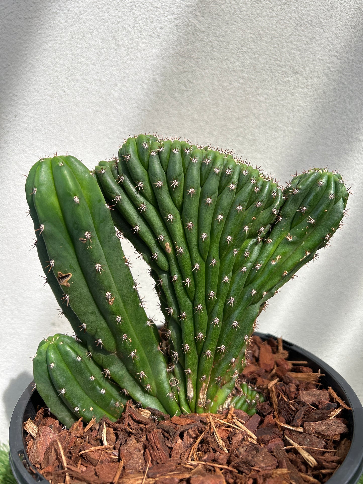 CRESTED Cactus small