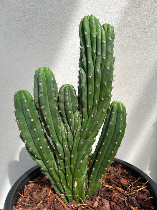 CRESTED Cactus