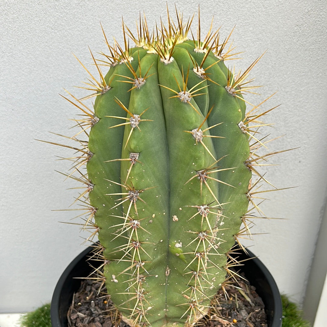 TRICHOCEREUS PASACANA