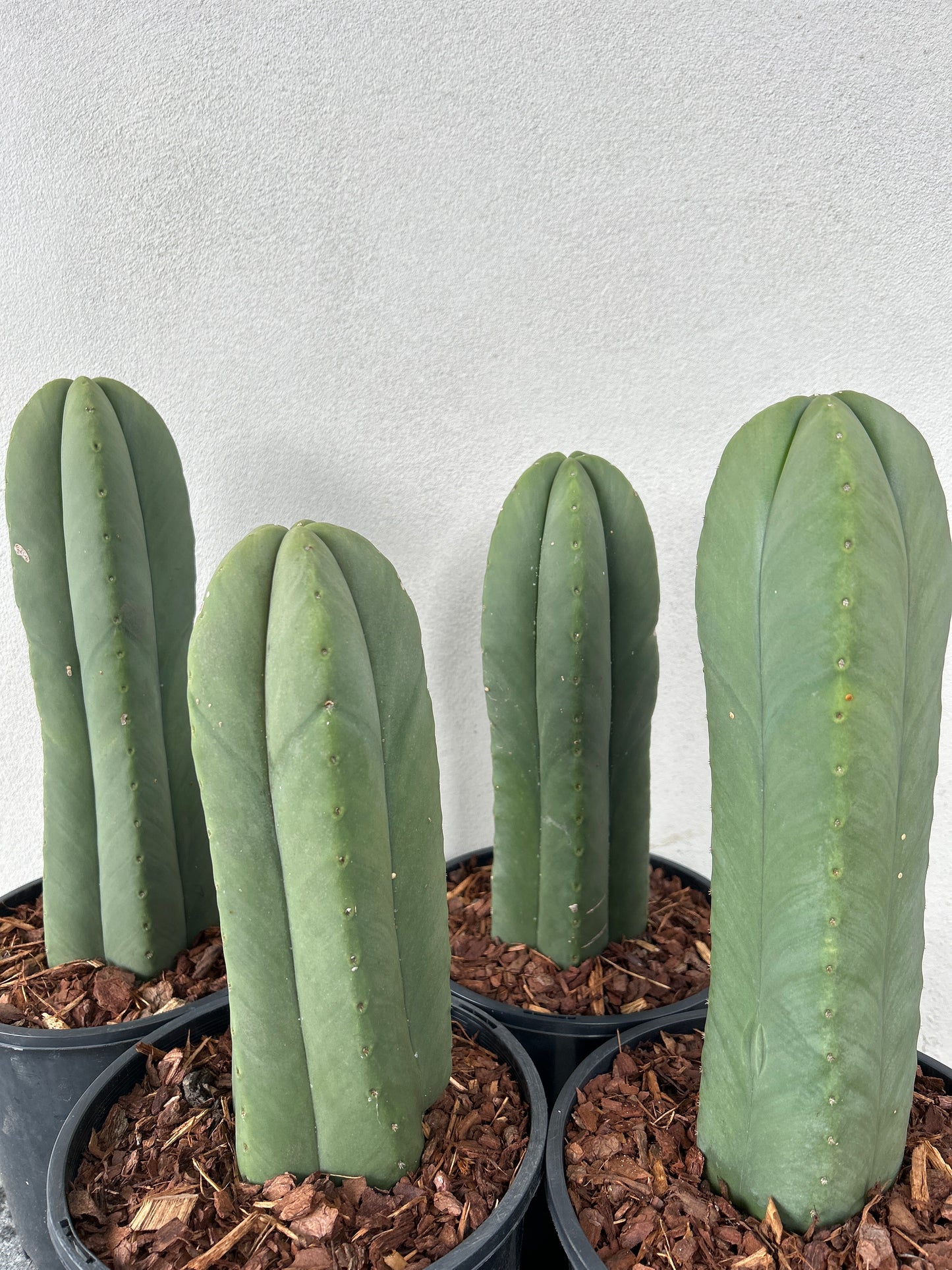Echinopsis Scopulicola (Scop) Cactus