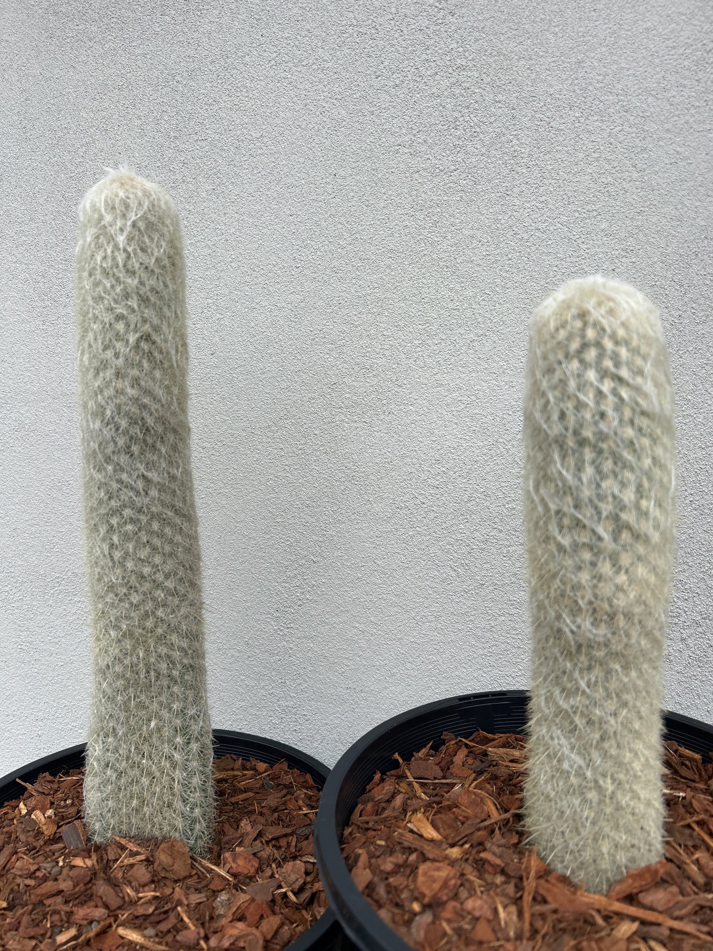 ESPOSTOA LANATA. Peruvian Old Man Cactus.