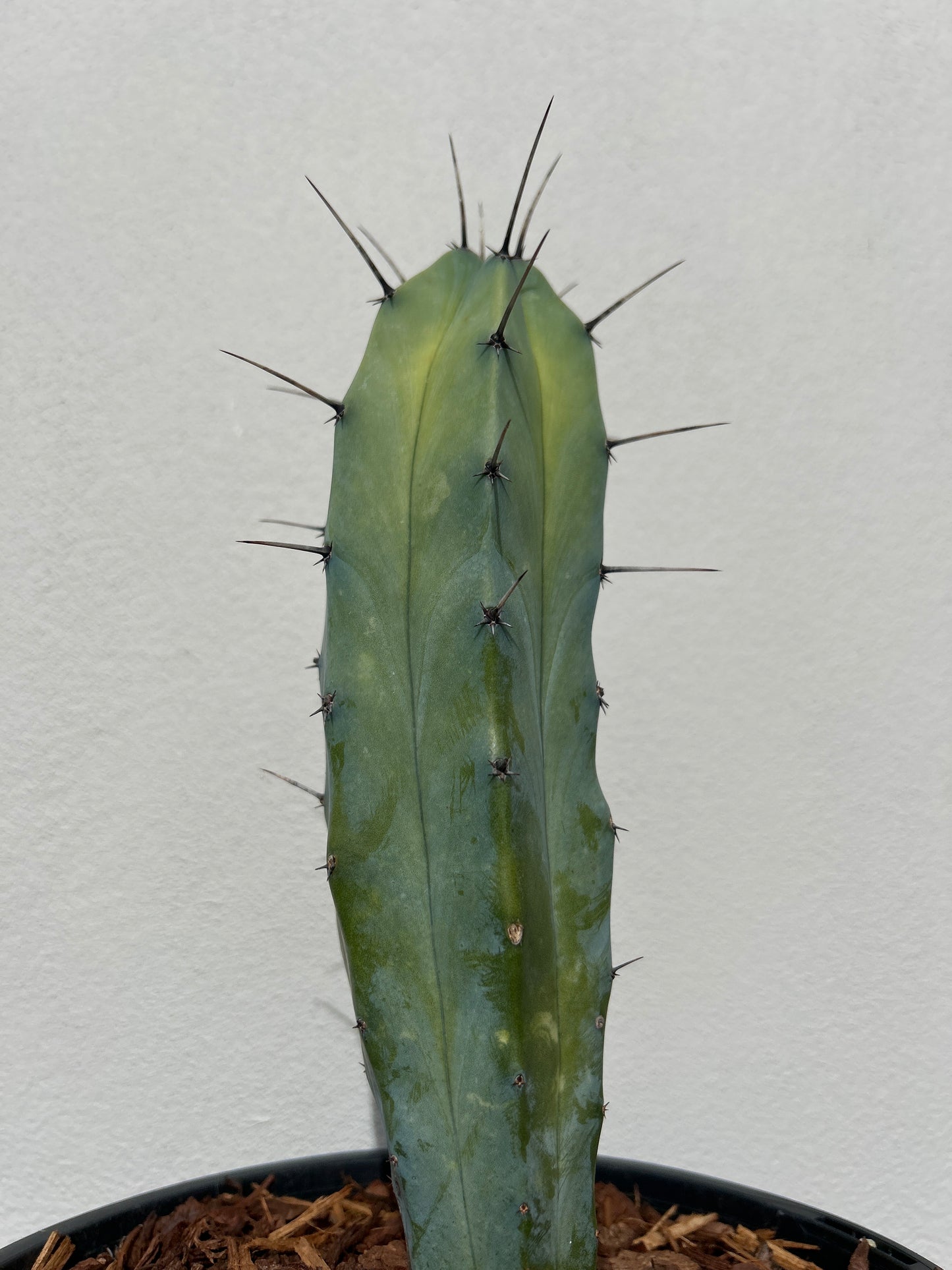 Myrtillocactus