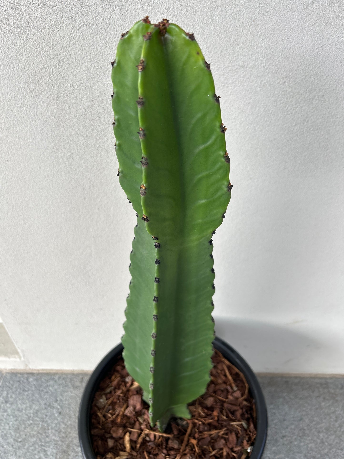 Euphorbia Ingen Cactus