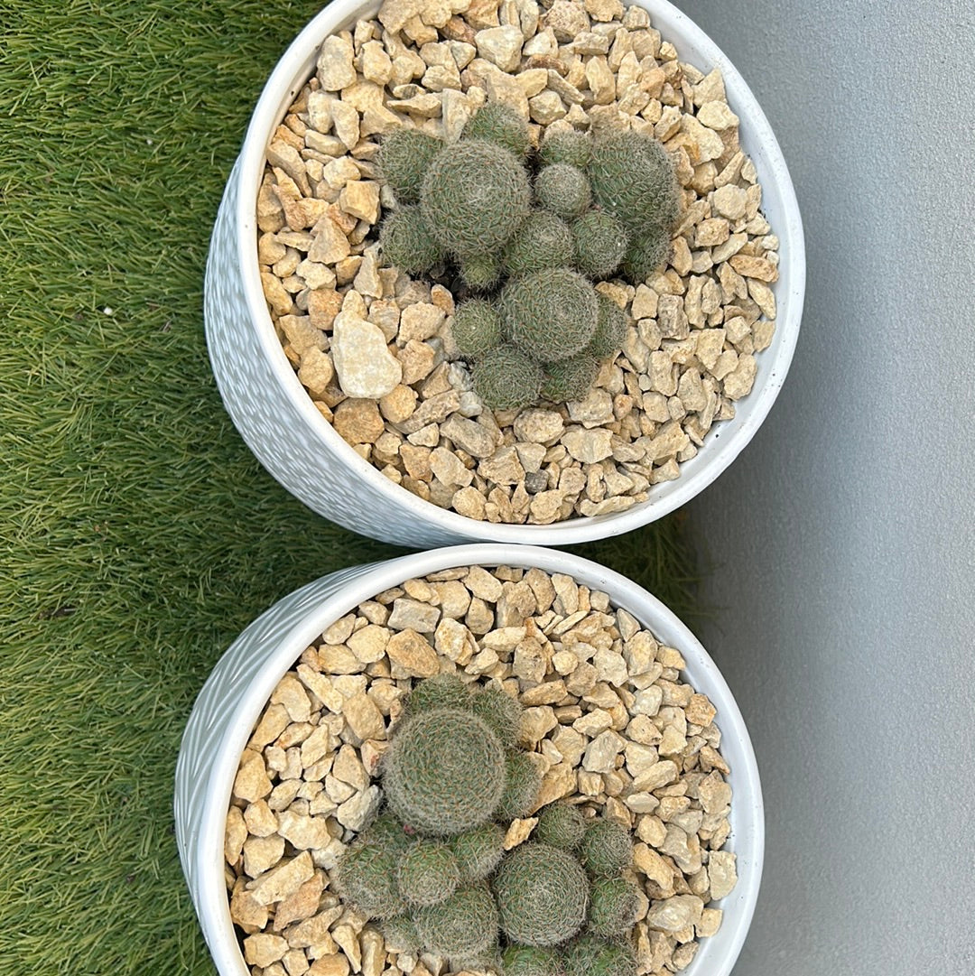 Cluster Cactus