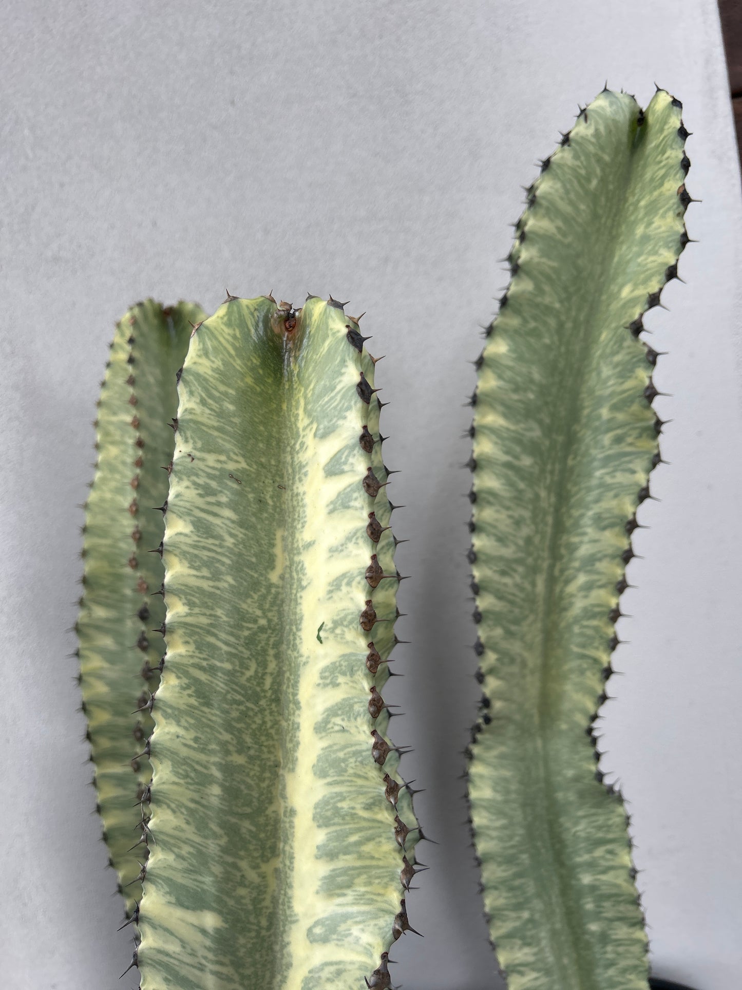 Euphorbia Ammak