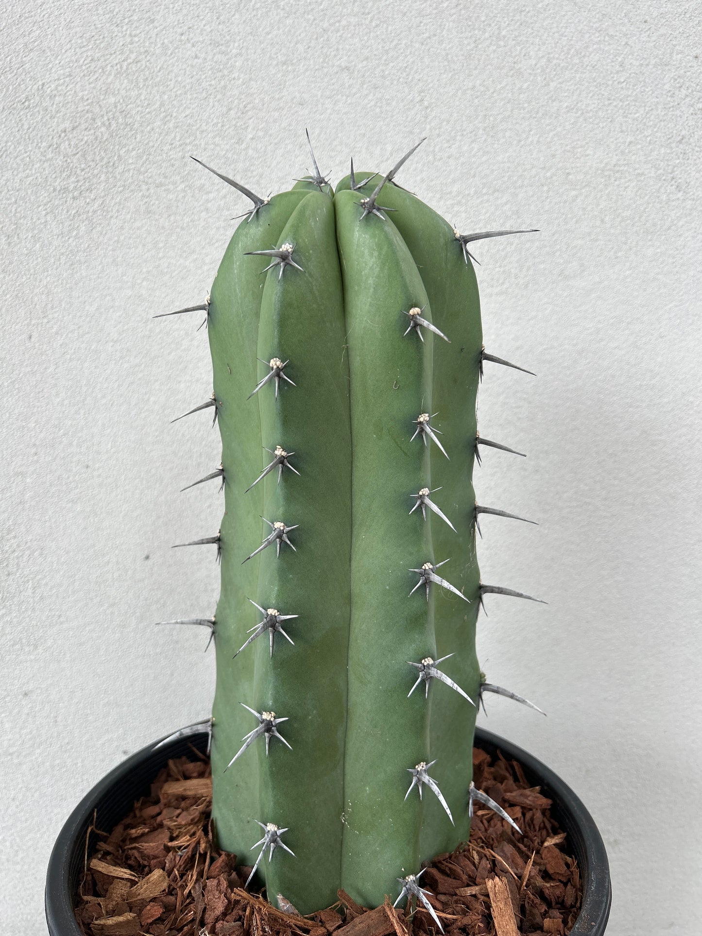 Myrtillocactus