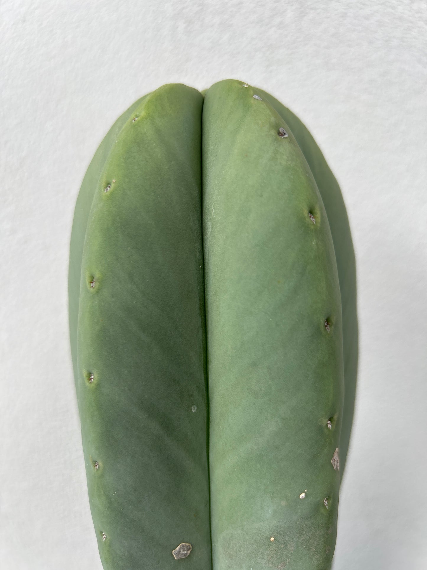 Echinopsis Scopulicola (Scop) Cactus