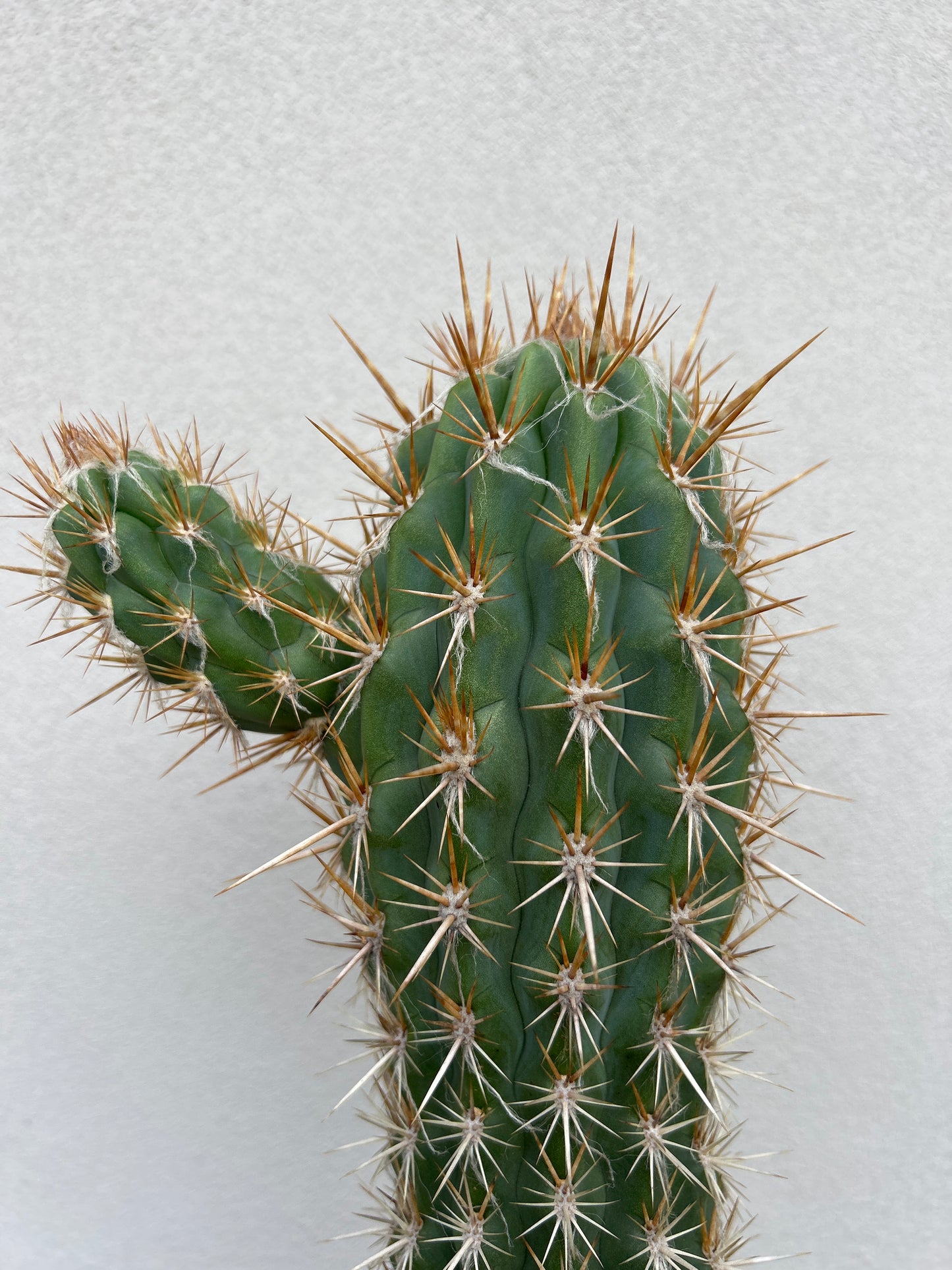 Pilocereus gounellei Cactus