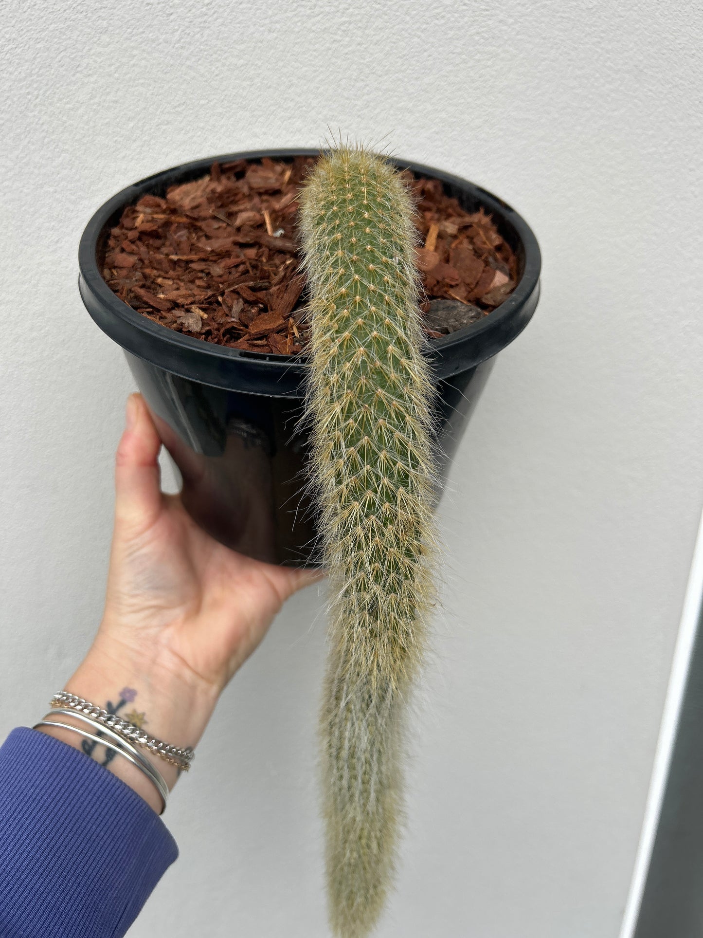 Monkey Tail Cactus