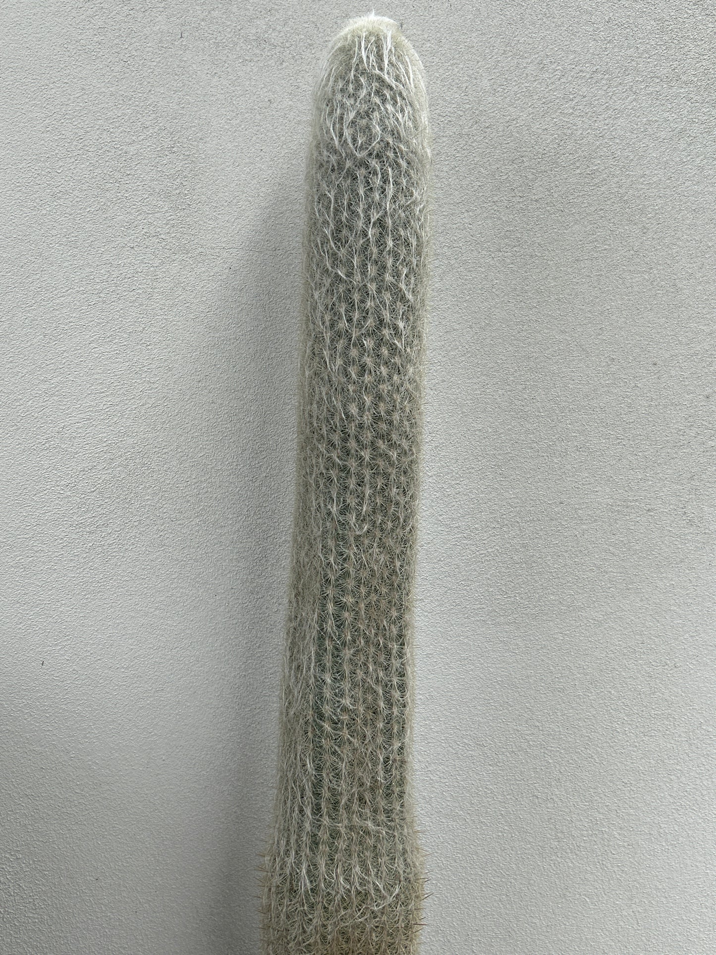 ESPOSTOA LANATA. Peruvian Old Man Cactus.
