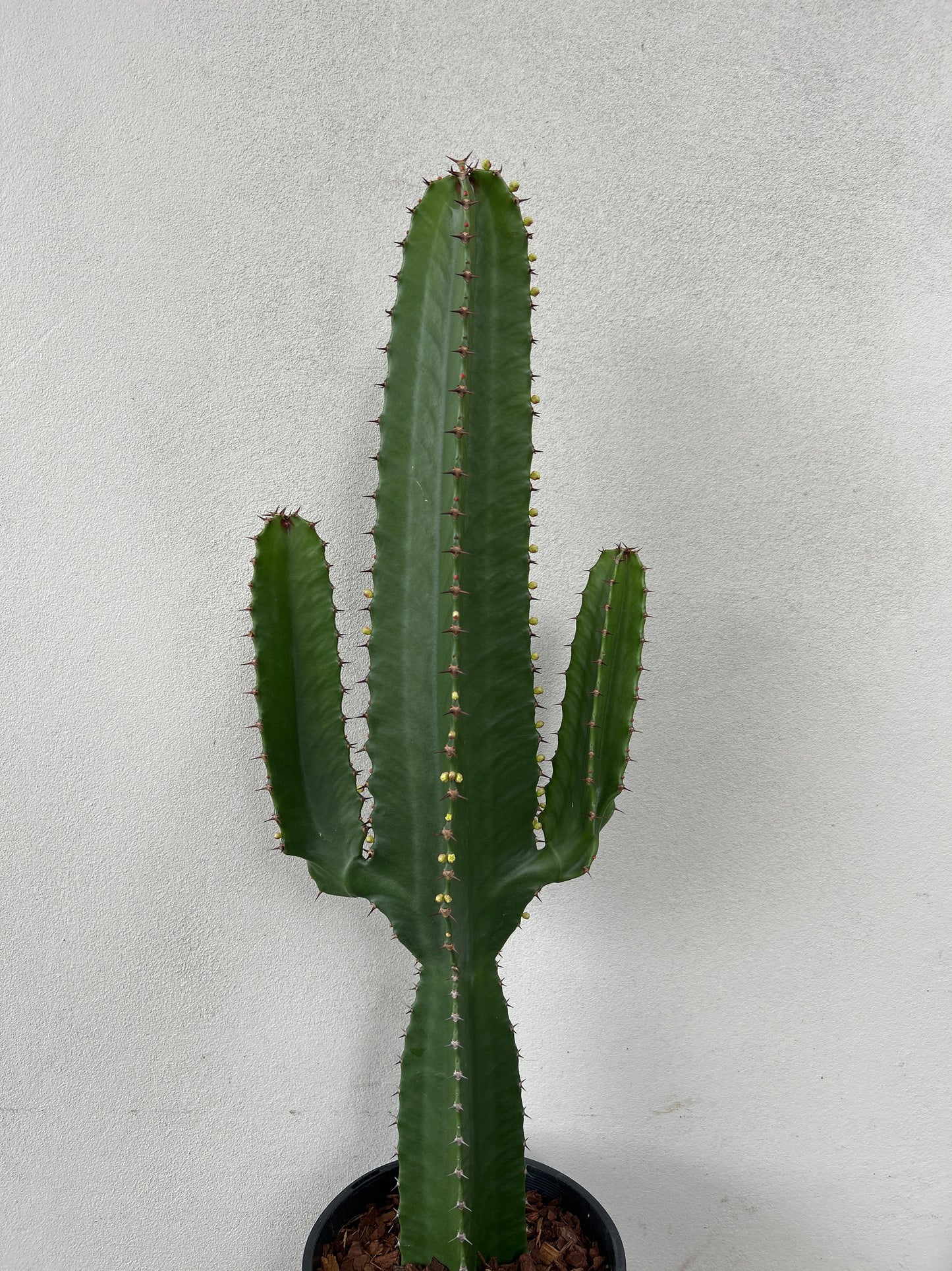 Euphorbia Cowboy 2 arms