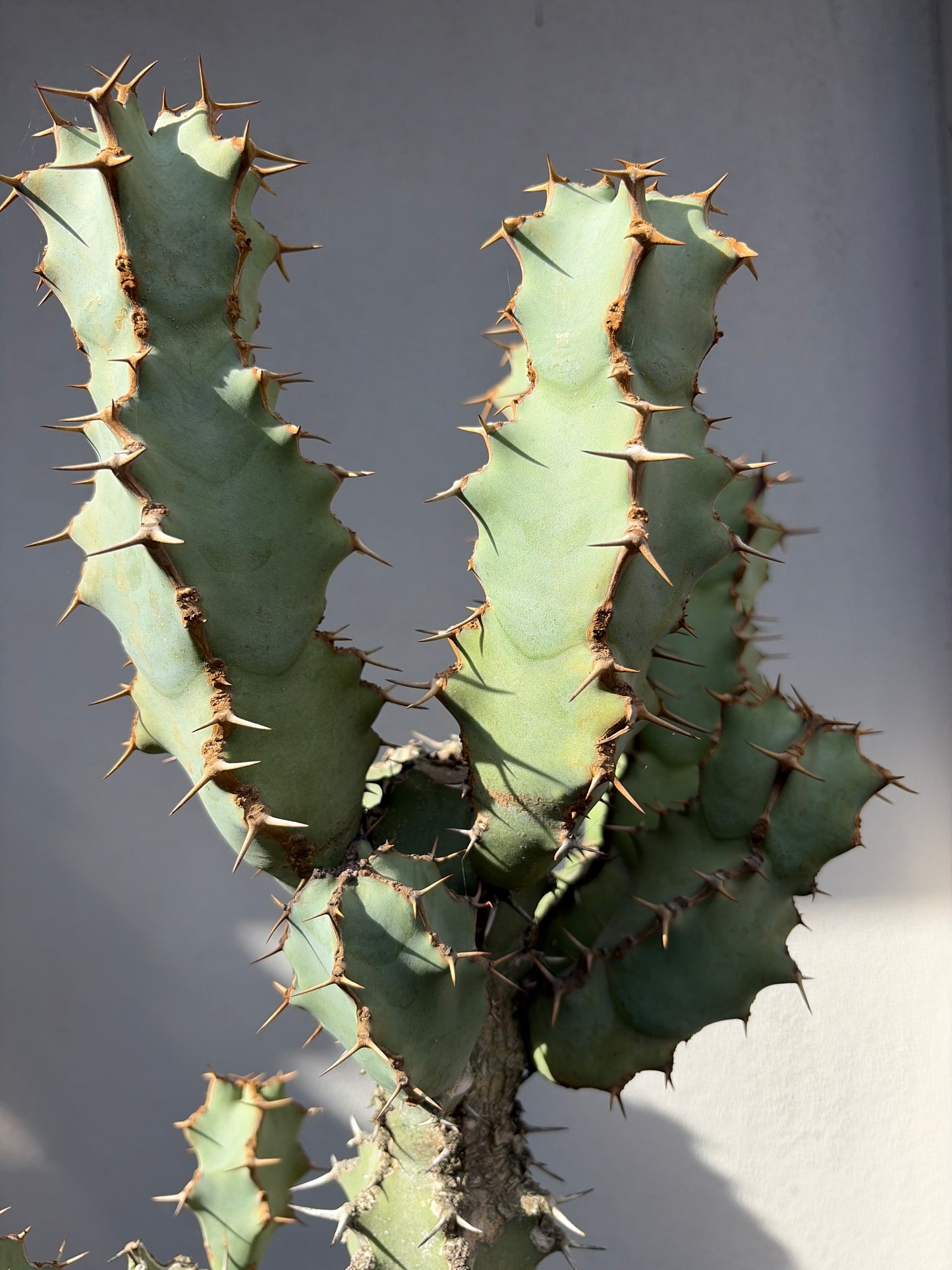 Euphorbia ceorulescens