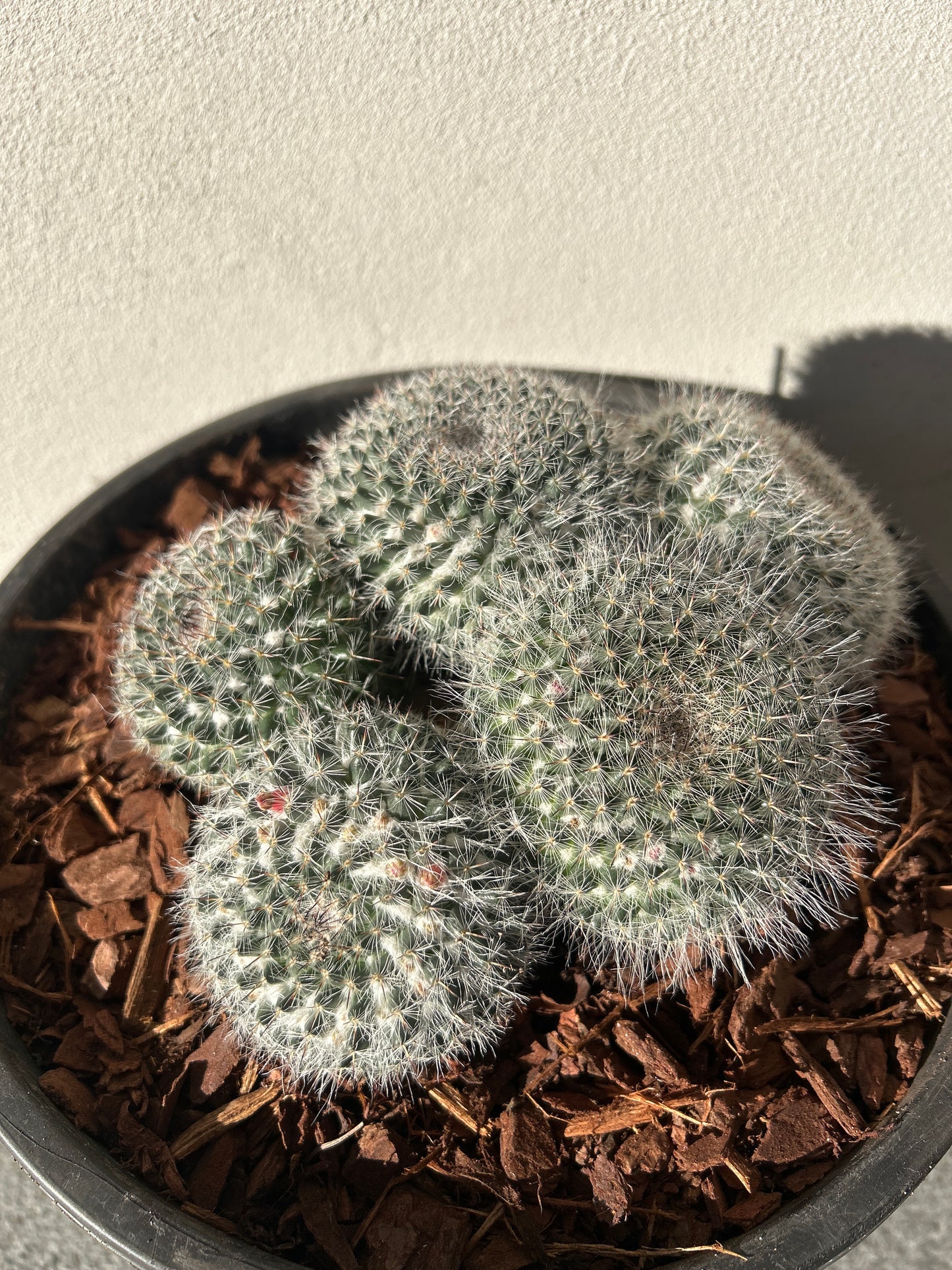 Mamillaria Cactus Cluster