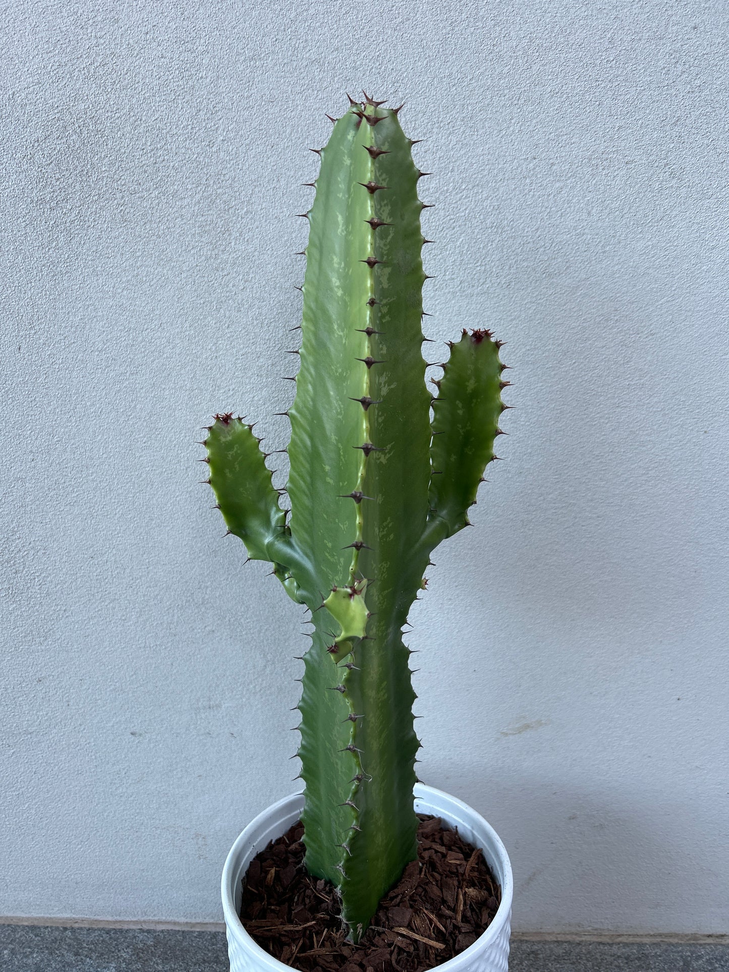 Euphorbia Cowboy w/decorative pot