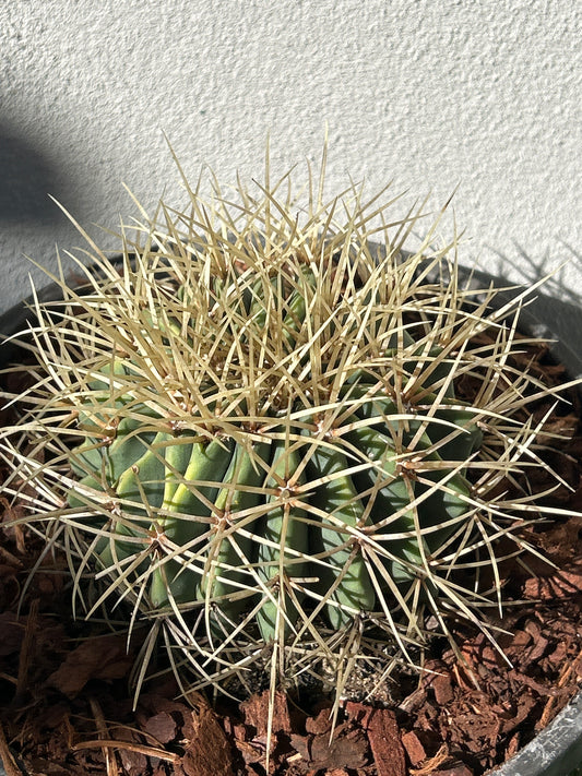 Blue Barrel Cactus