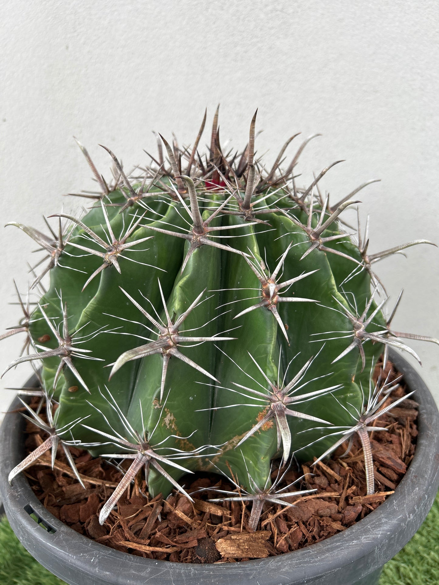 Ferocactus wislizeni – Fishhook Barrel Cactus