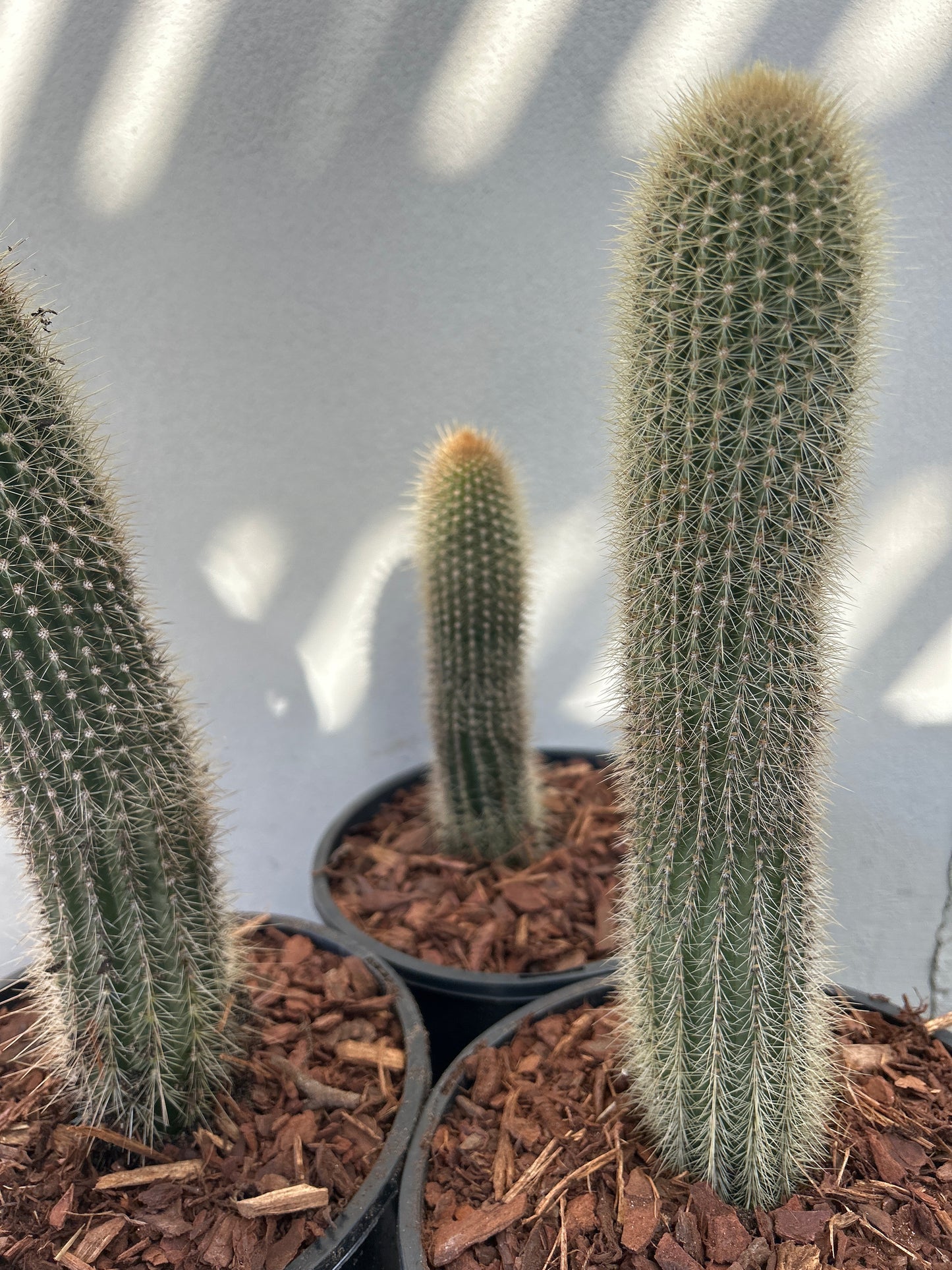 Stephanocereus Cactus Single