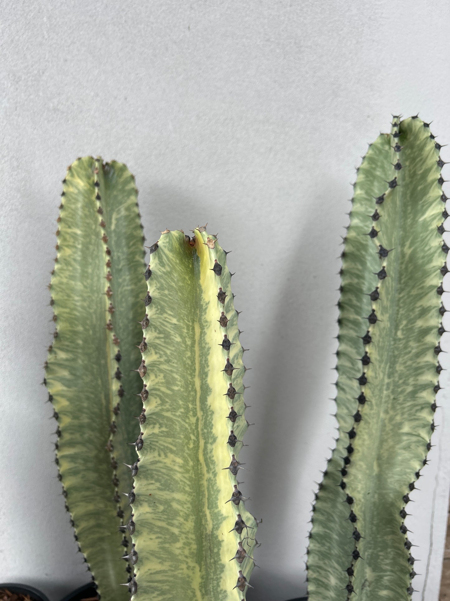 Euphorbia Ammak
