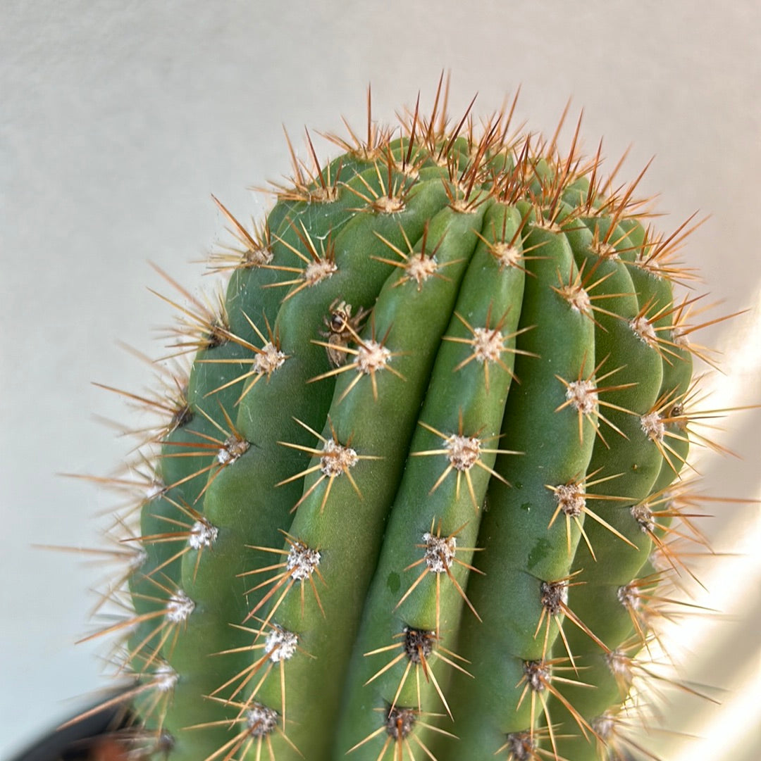 Echinopsis schickendantzii