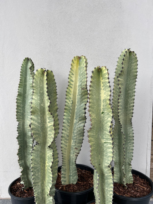 Euphorbia Ammak