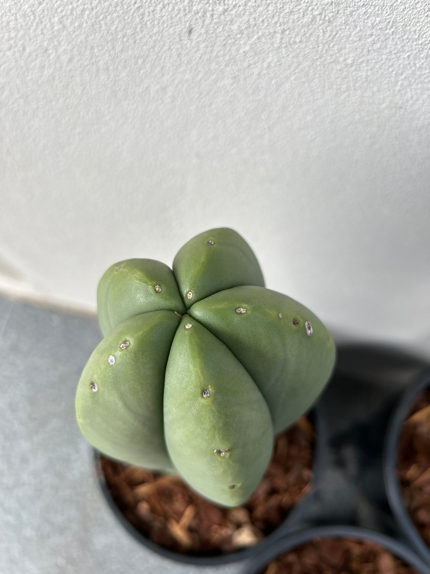 Echinopsis Scopulicola (Scop) Cactus