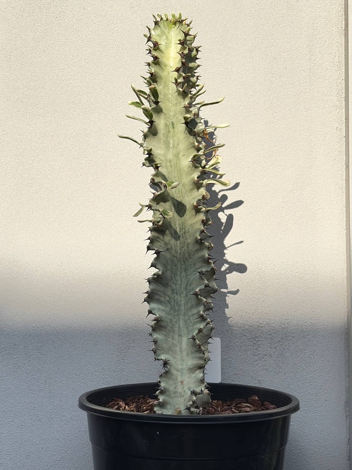 Euphorbia Ammak