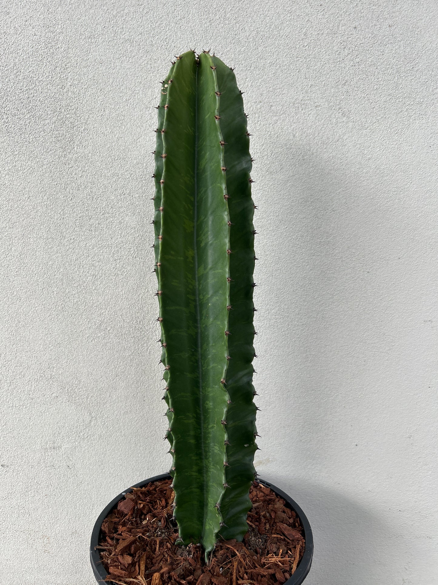 Euphorbia Ingen