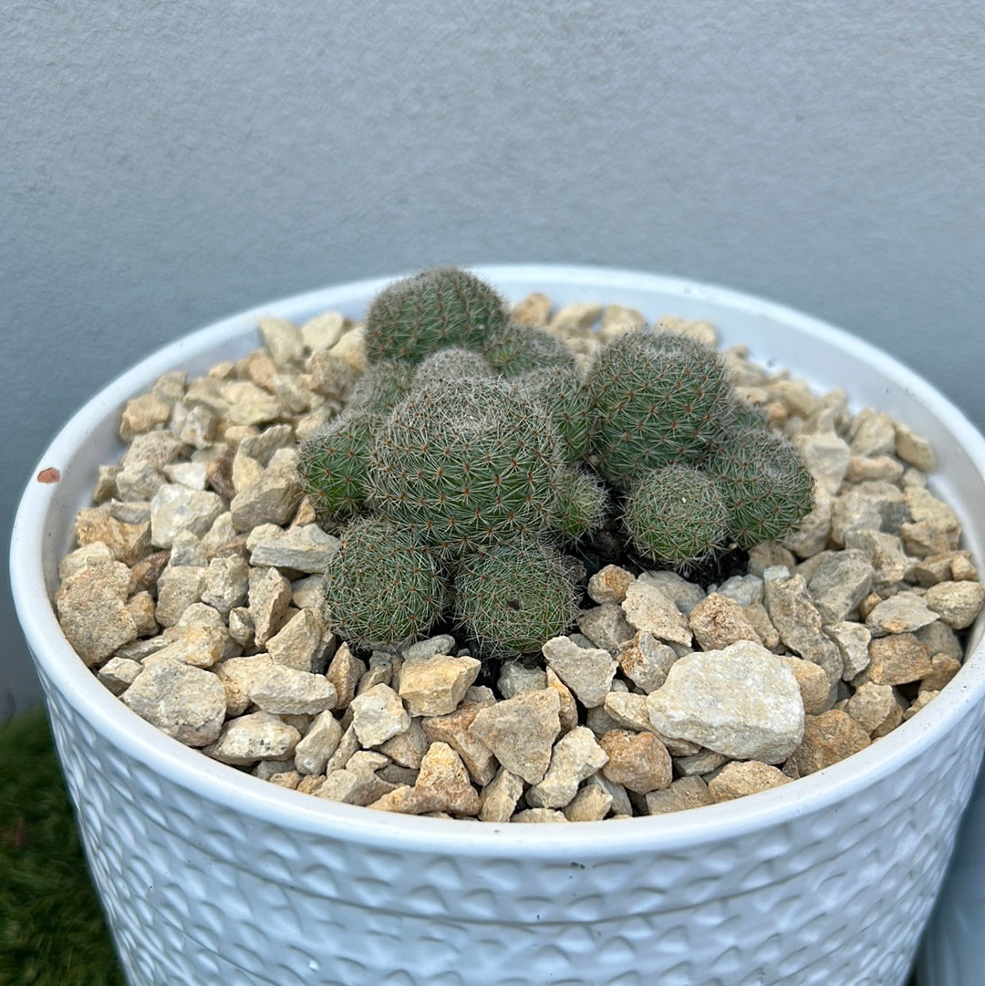 Cluster Cactus