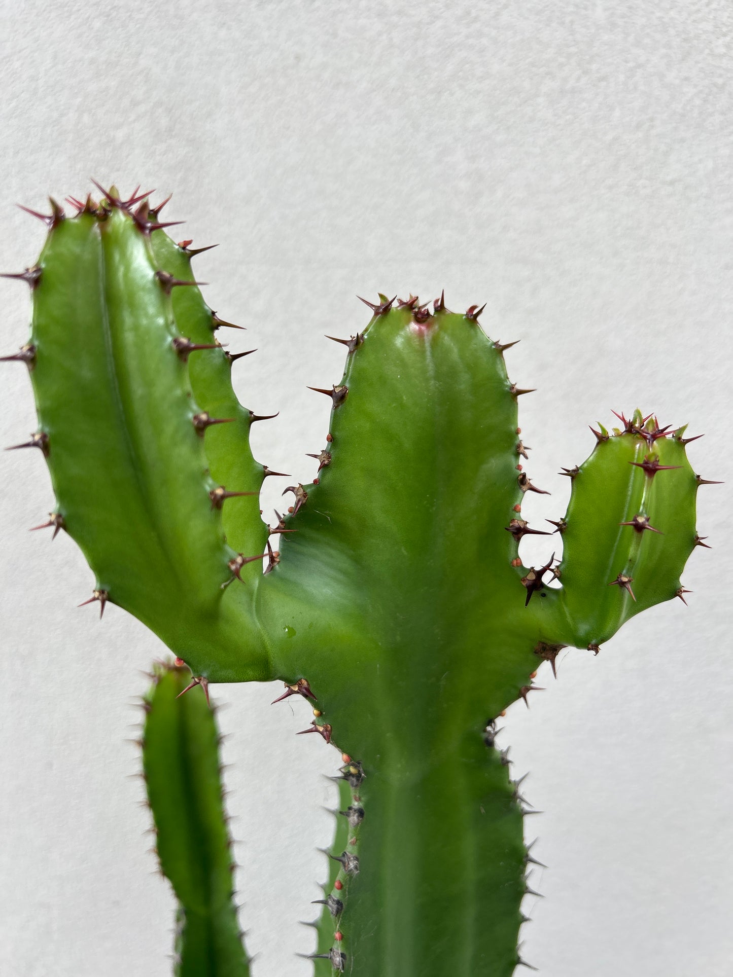 Euphorbia cowboy