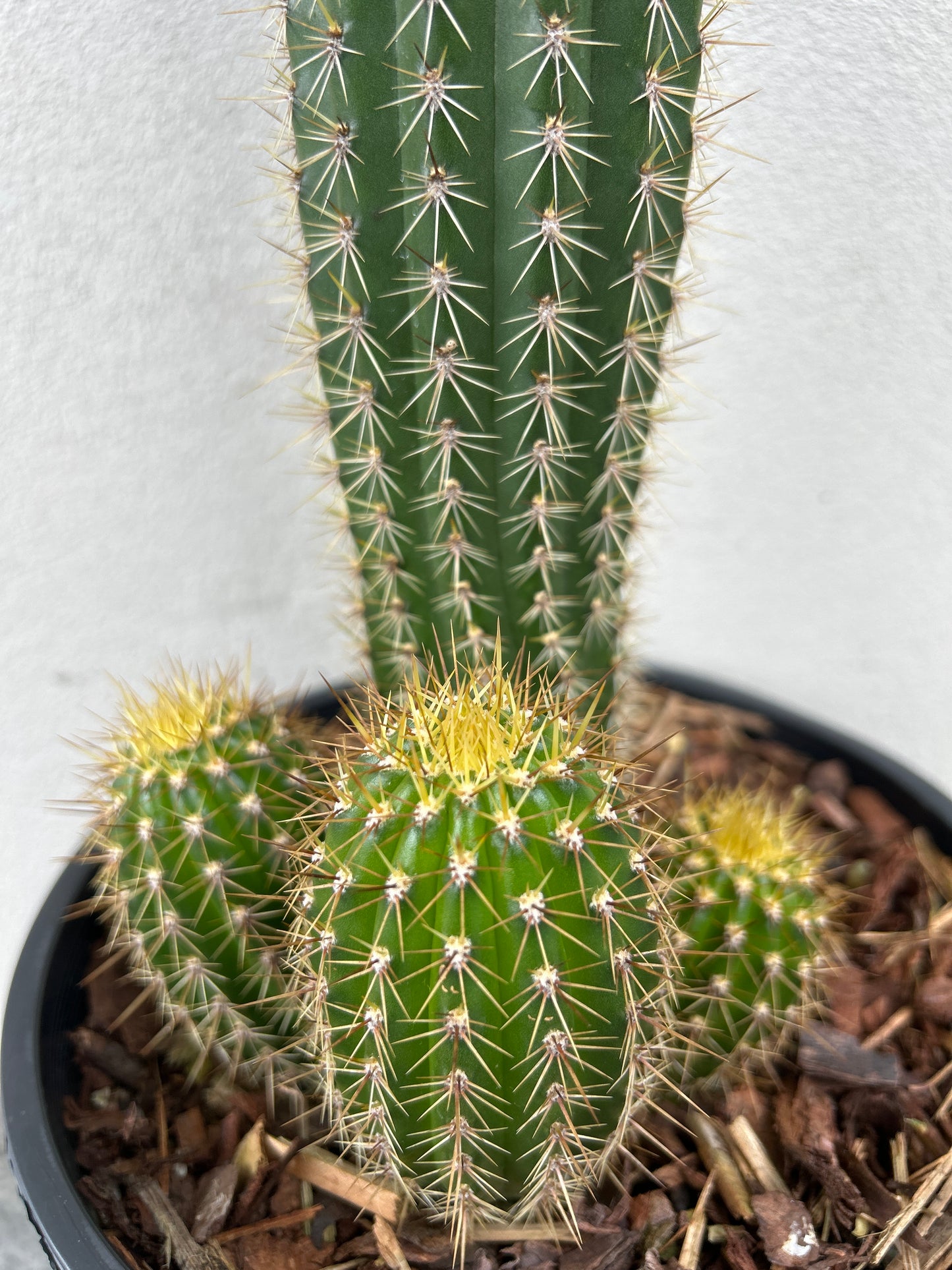 Golden Torch Cactus