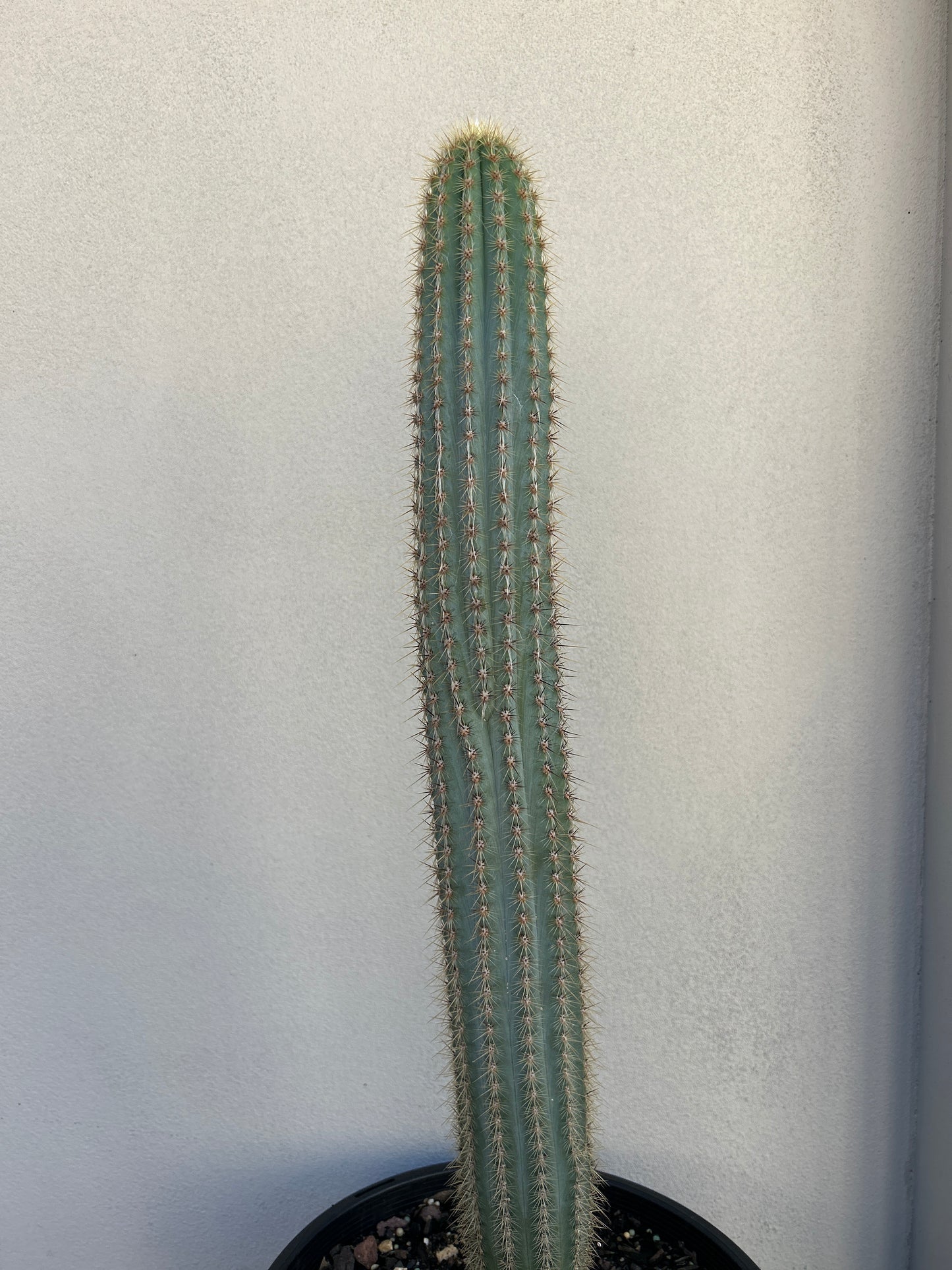 Pilosocereus Blue Torch Cactus