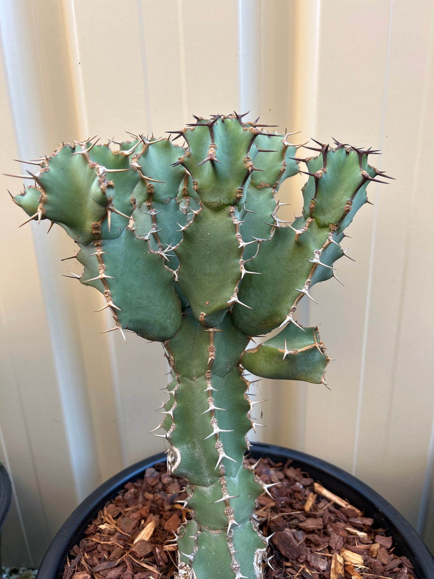 Euphorbia ceorulescens
