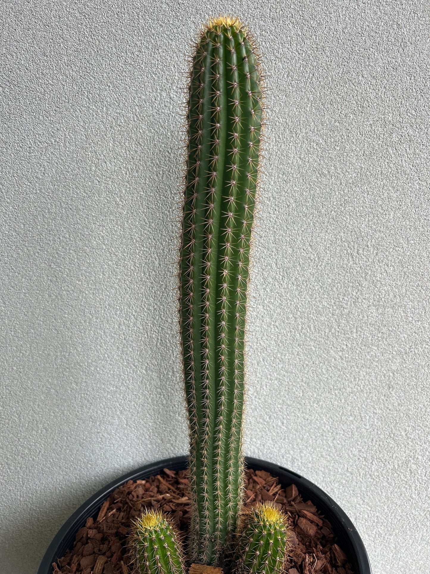 Golden Torch Cactus