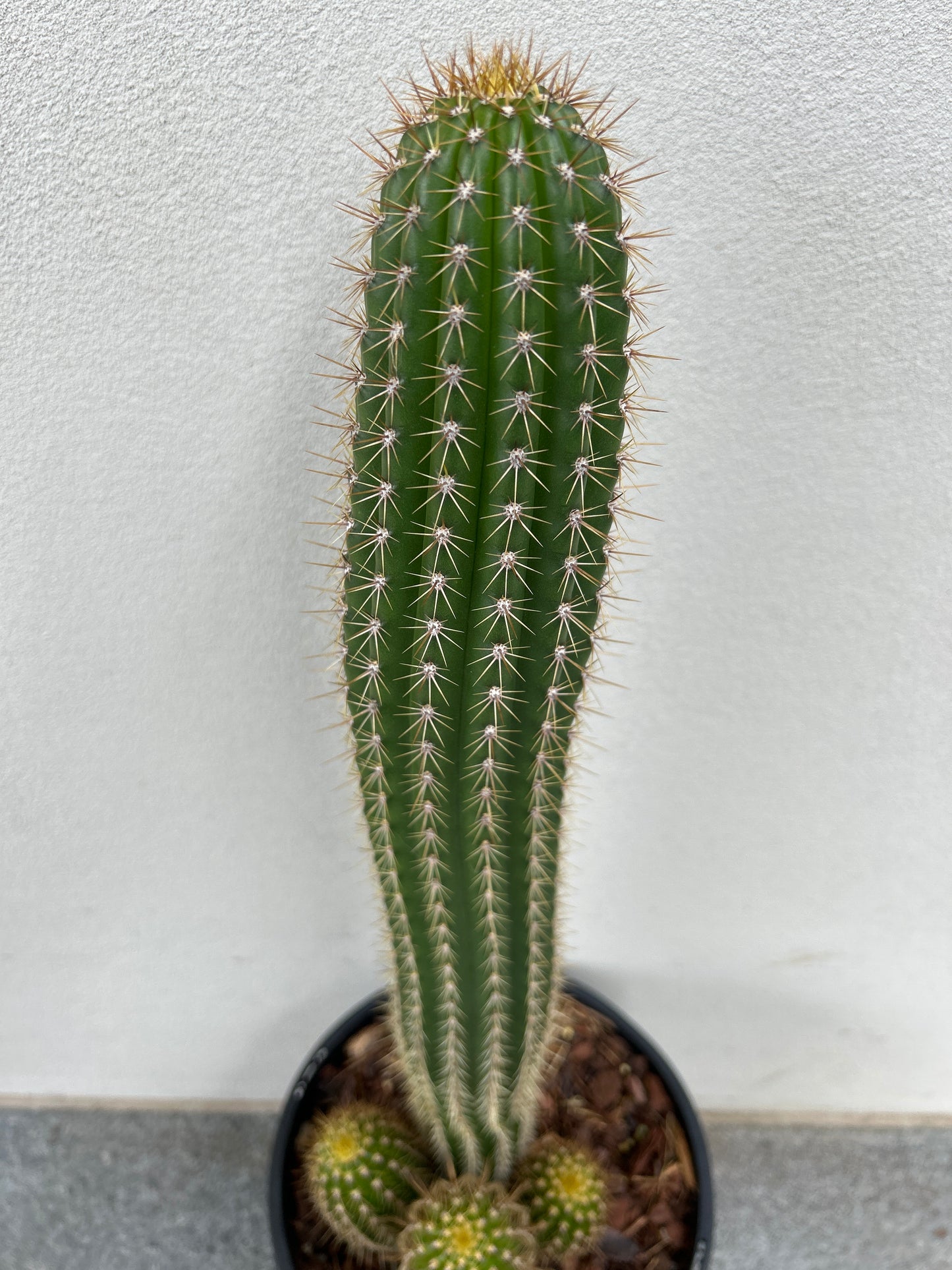 Golden Torch Cactus
