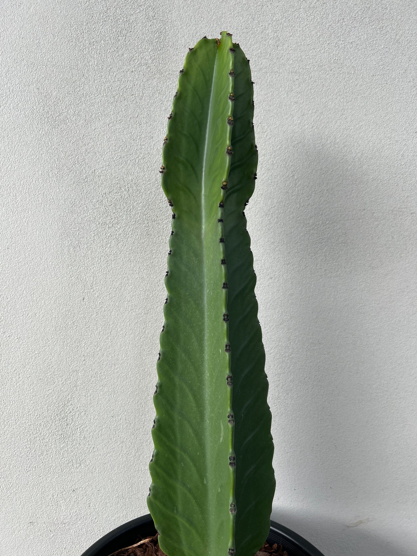 Euphorbia Ingen Cactus