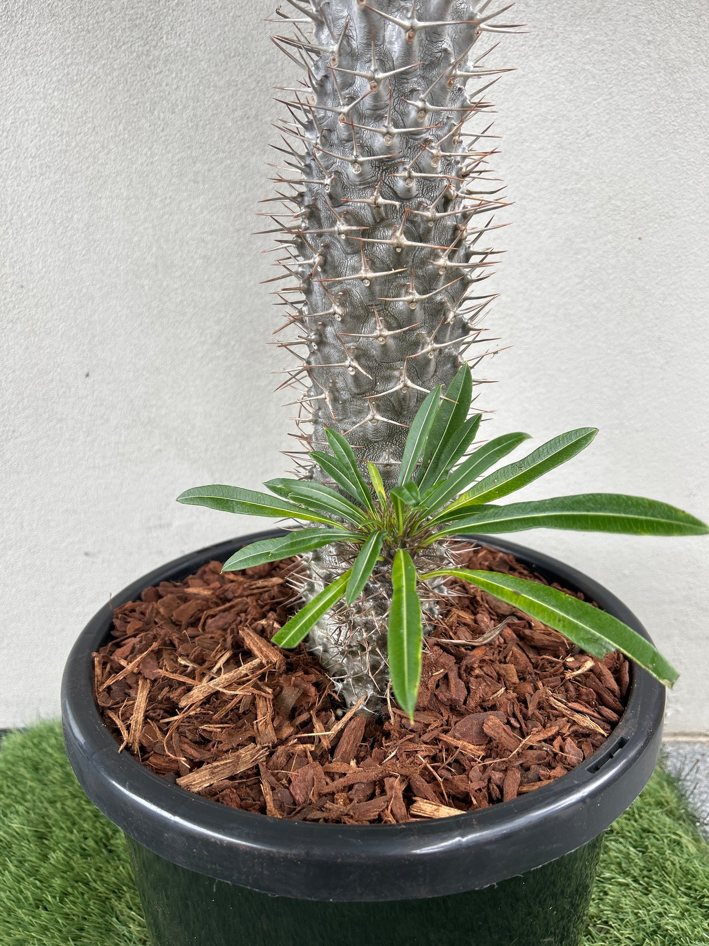 Madagascar Palm - Large