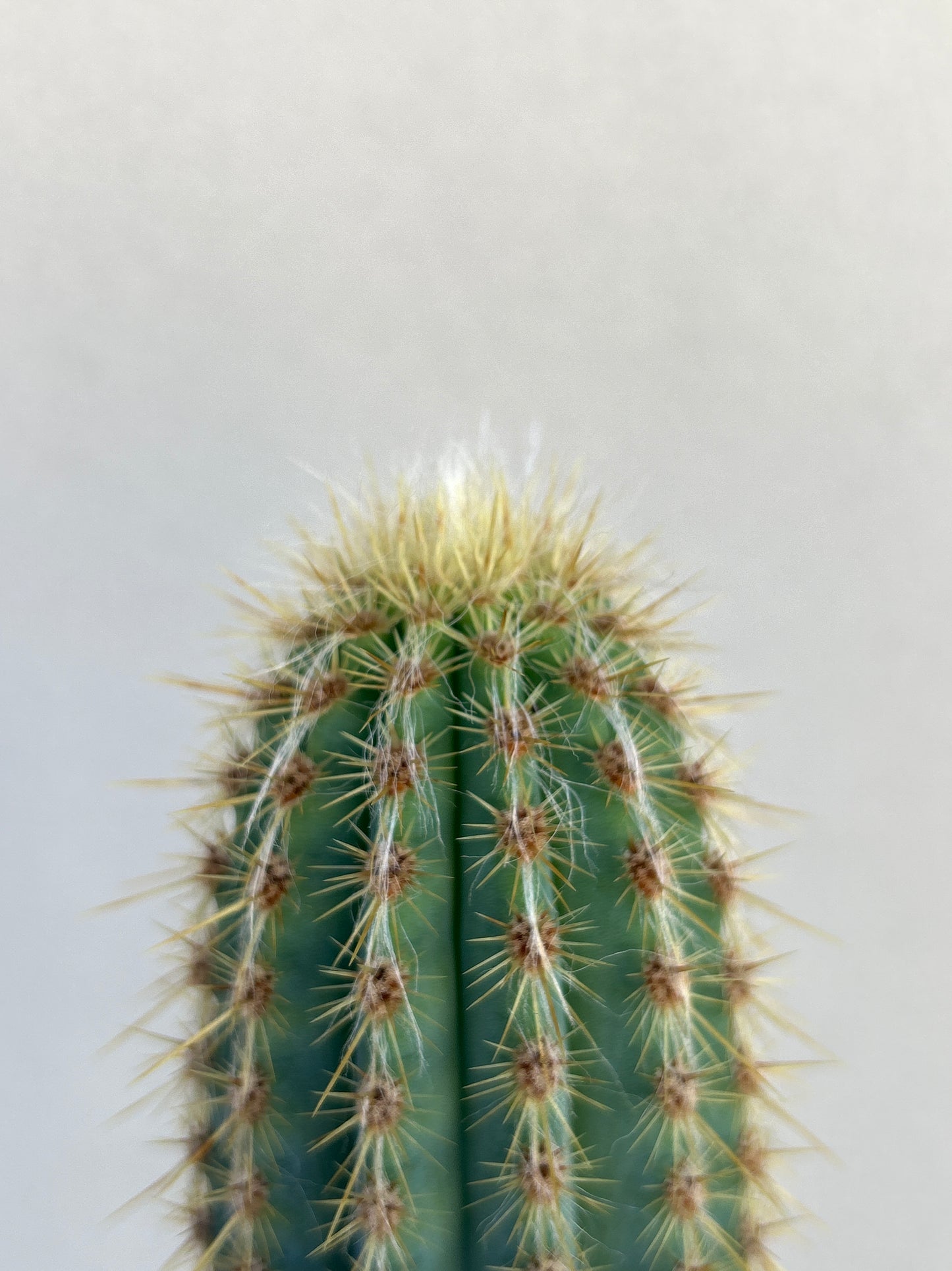 Pilosocereus Blue Torch Cactus