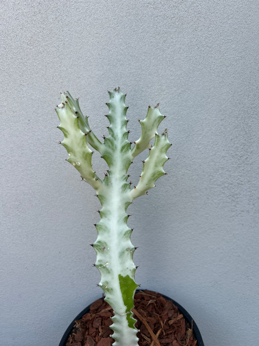 Ghost Cactus (Euphorbia lactea)
