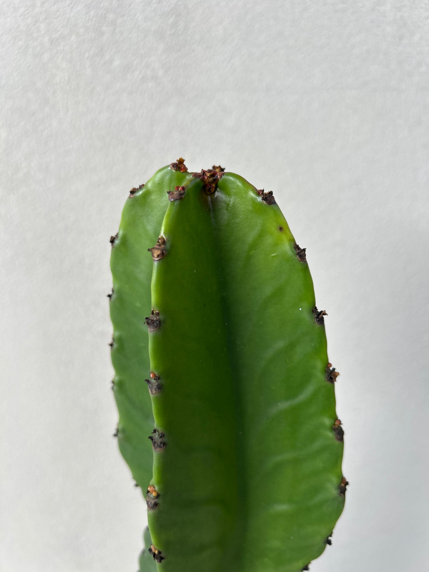 Euphorbia Ingen Cactus