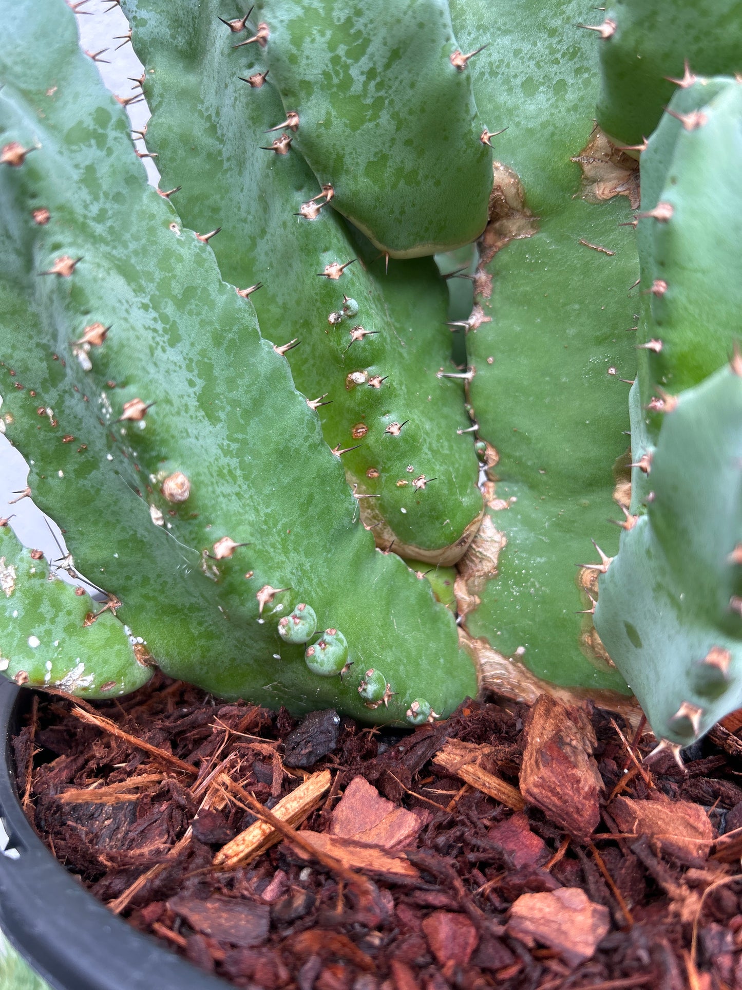 Euphorbia resinifera - Moroccan Mound -Large