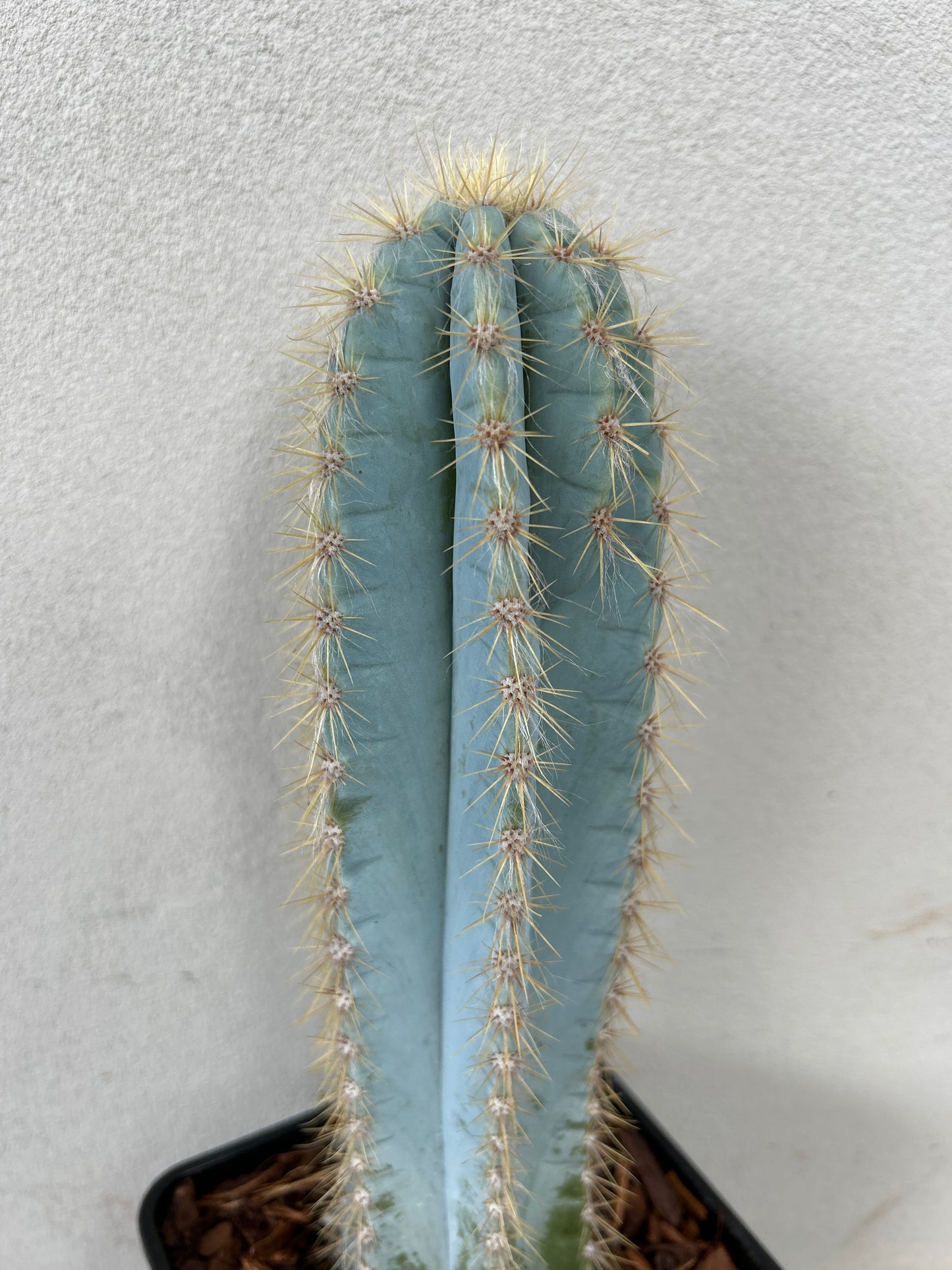 Blue Torch Cactus